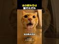 水の飲み方は猫それぞれ