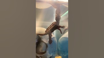 My new baby ALLIGATOR SNAPPING turtle 🥺