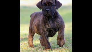 They Adopted This Brindle Boerboel Nairobi