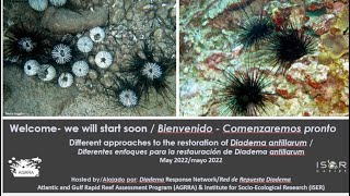 Different approaches to the restoration of Diadema antillarum