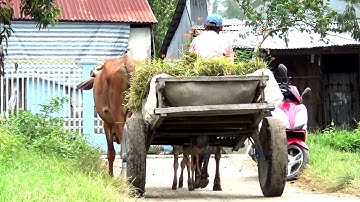 Một buổi sáng trên cánh đồng ruộng bậc thang Tà Pạ, Núi Tô, Tri Tôn, An Giang 12/12/2018