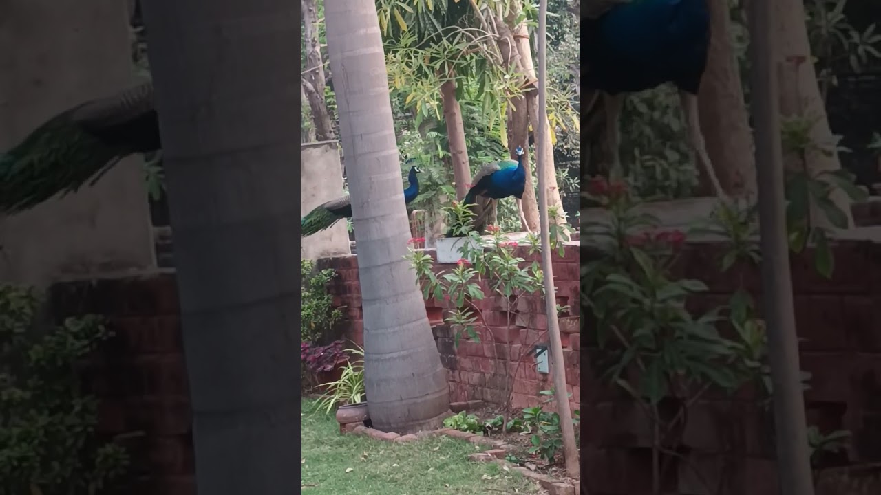 Peacock... Peacock... Peacock 