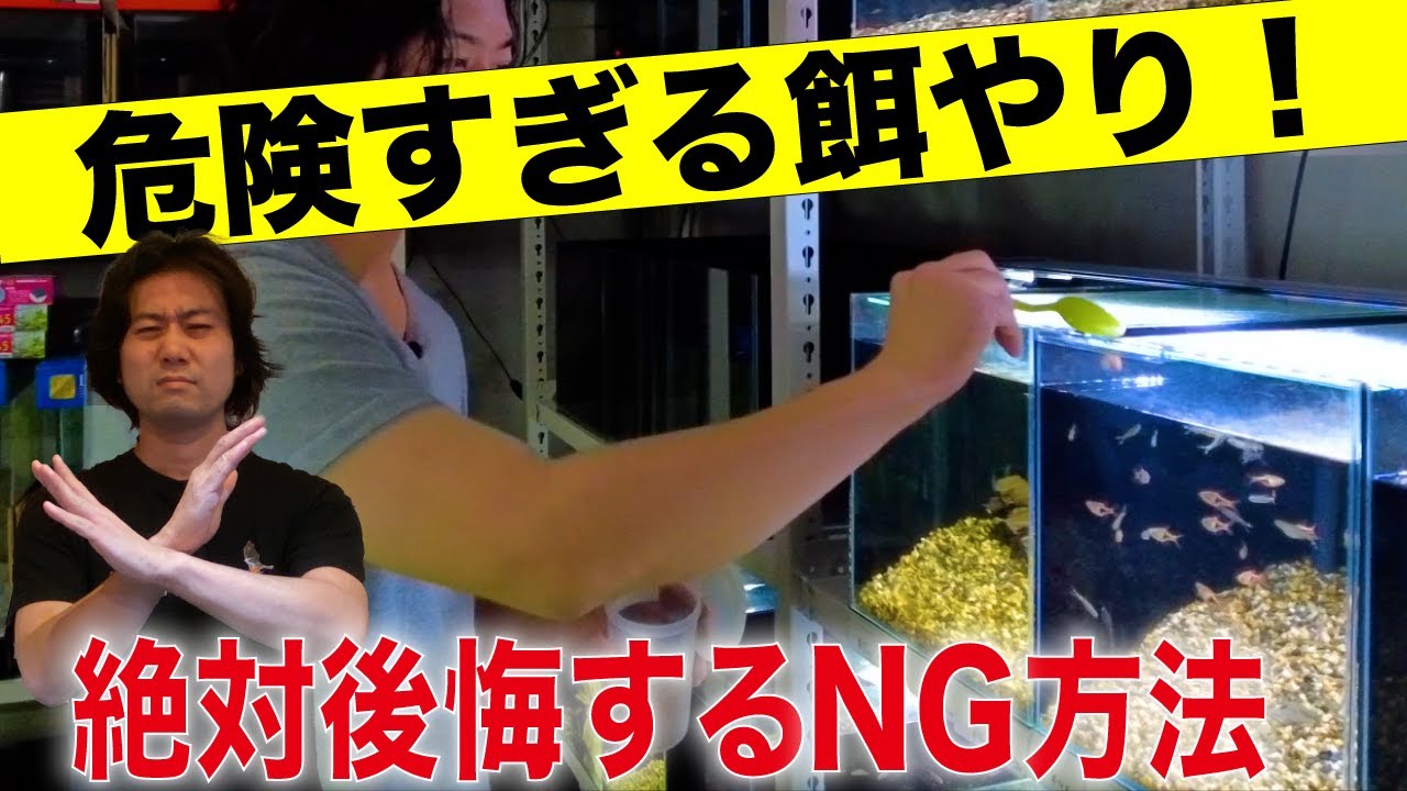 水草水槽を汚さない餌やり方法！コケを減らす熱帯魚のエサの量と回数！〜#17