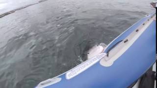 Shark eating boat.webm