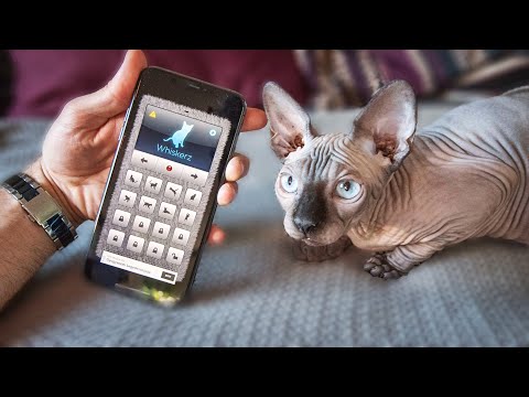Videó: A Macskák Nyelve: Macska Fordítója