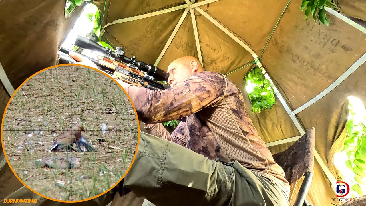 Cacería de Tórtolas con PCP FX Impact M4 🇩🇴  Precisión Total en República Dominicana 🕊️🔫