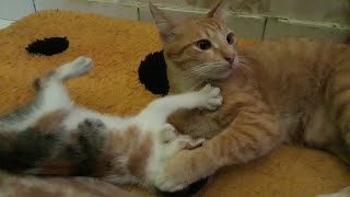 Download lagu Suara Kucing digigit