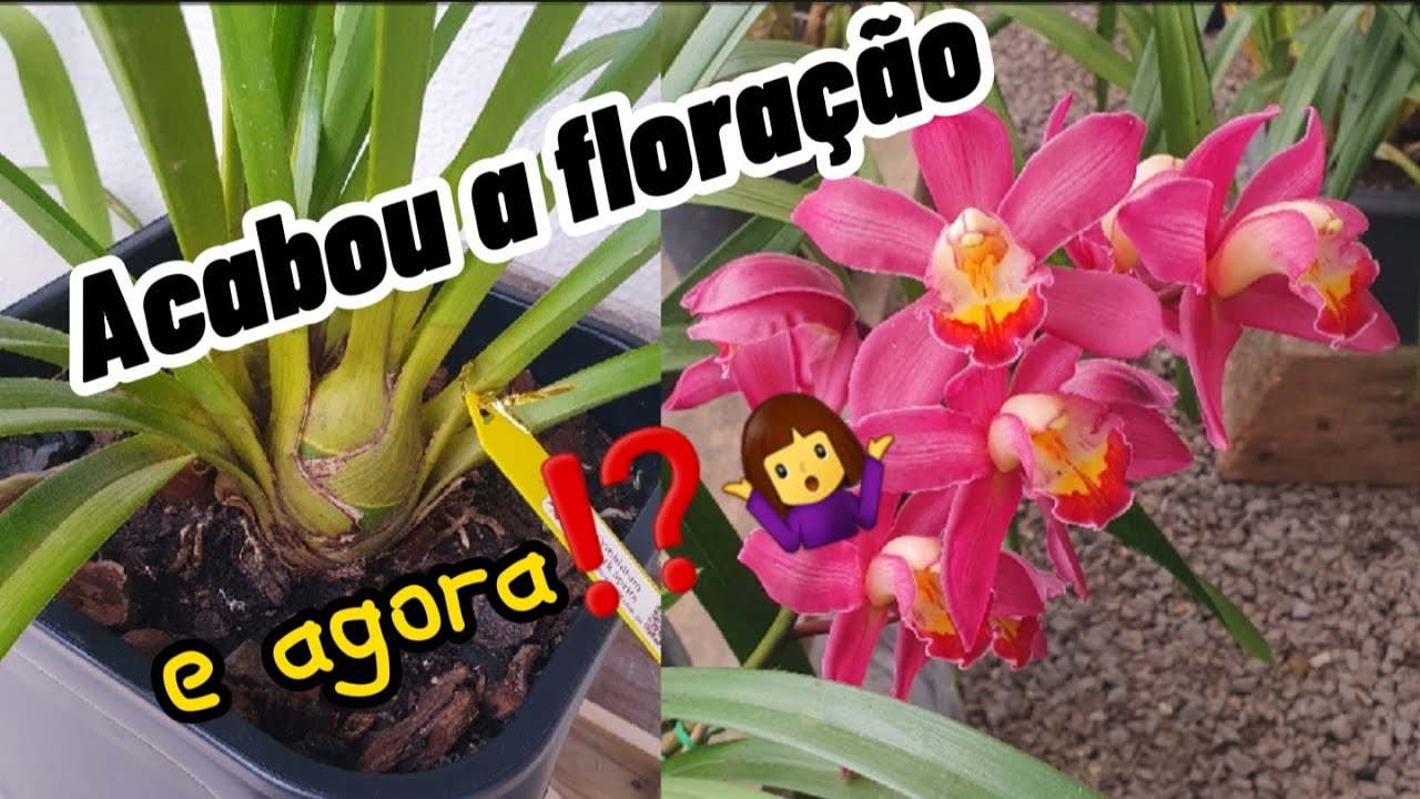 Qual o MOMENTO CERTO de REPLANTAR seu CYMBIDIUM⁉️ Parte 2 #cymbidium #replante #orquideas