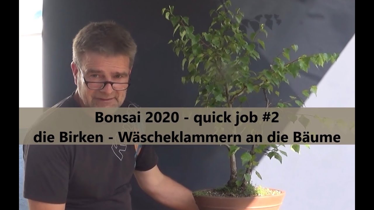 Bonsai 2020-39 - quick job #2 - die Birken - Wäscheklammern an die Bäume