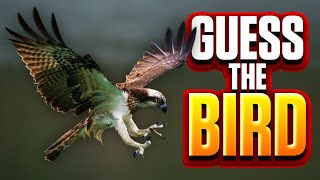 Guess the Bird Quiz # 110 screenshot 4