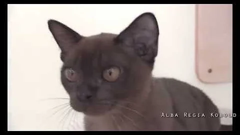 Video 33521: burmese cat, brown burmese, male burmese, baby burmese