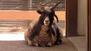 A visit to the Orange County Zoo
