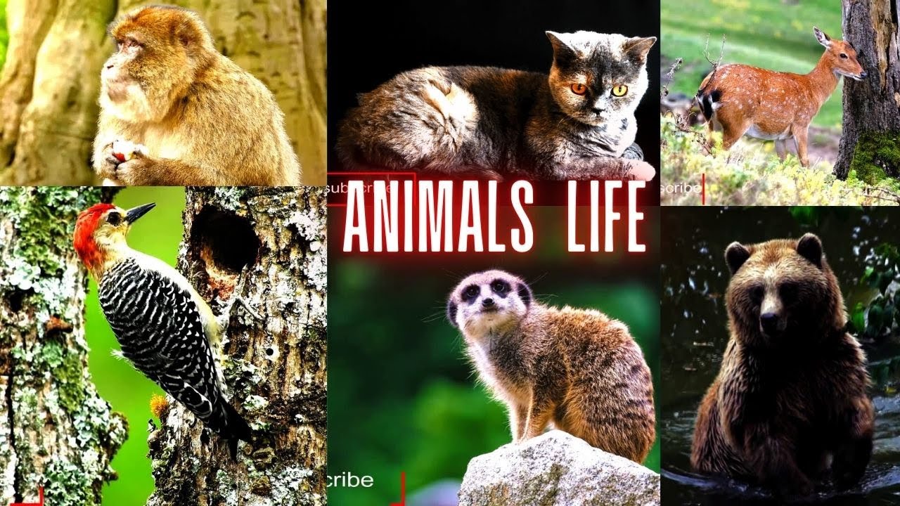 animals life YouTube