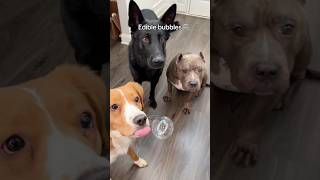 I got some edible bubbles for dogs 🤣