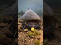 HUGE CATFISH. #fishing #carp #chileflyfishing #carpfishing #boiles #fish