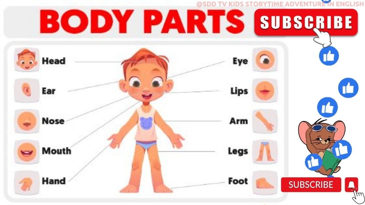 Parts Of Body | Basic Parts Of Body | Parts Of Body in English - YouTube