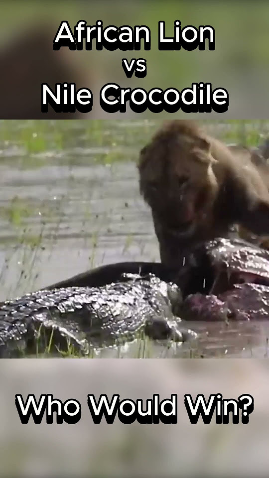 African Lion vs Nile Crocodile | Who Would Win? #africanlion #