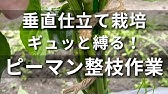 ピーマンの整枝 芽かきを基本から解説 やる理由からやり方まで かっちゃんの有機栽培ｺｰｻﾞ Youtube