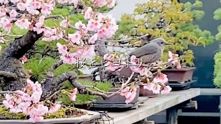 盆栽清香園 Vlog】3月の庭園風景(2026.3） - YouTube
