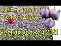 1,6 тонн - результат уборки чеснока 2021. Обрезка и сушка.