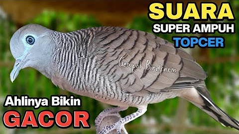 Perkutut Lokal Gacor Suara Paling Ampuh Untuk Pancingan Burung Perkutut Agar Bunyi