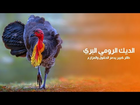 الديك الرومي الأسترالي طائر يهوى الحفر يدمر الحقول والمزارع الأسترالية كويست عربية  