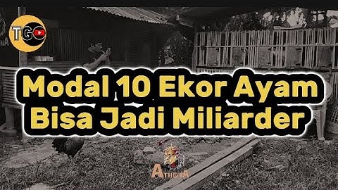 Modal 10 Ekor Ayam Bisa Jadi Miliarder