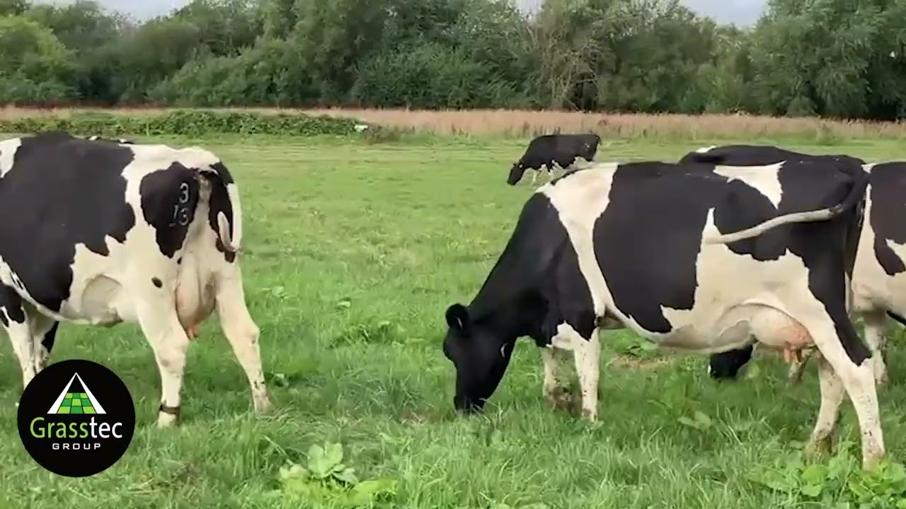 Organic Milking Cows - UK