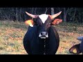 Raising Bucking Bulls - Yearlings on Berry Ranch