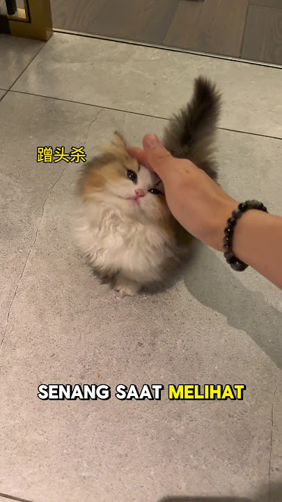 Tobi sangat antusias saat Babu pulang kerja #shorts #kucinglucu #kucing #feedshorts