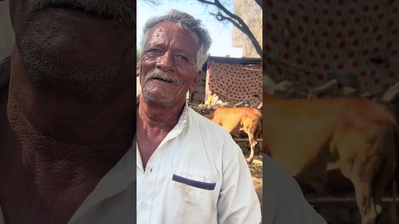 #cow #murraha #farming #baffalo #dairyfarm #agriculture #serohibakre #dairyherd #goat #bull #bulls