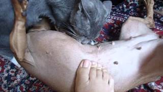 Eu Gosto De Mamar Nos Peito Da Cabrita