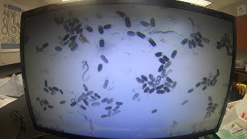 Root Knot Nematode Promo Clip