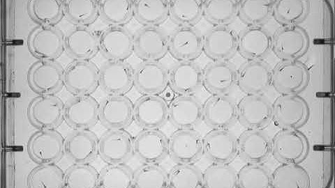 zebrafish larvae locomotion tracking (3X faster)