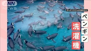 まるでペンギン洗濯機！　みんなで円を描くようにクルクル…　なぜ回っているの？【羽鳥慎一モーニングショー】(2025年2月5日)