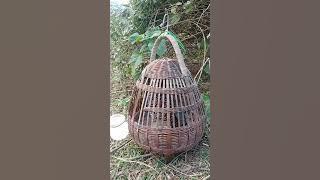 Tiếng chim đa đa kích bổi hiệu quả nghe là gáy ..