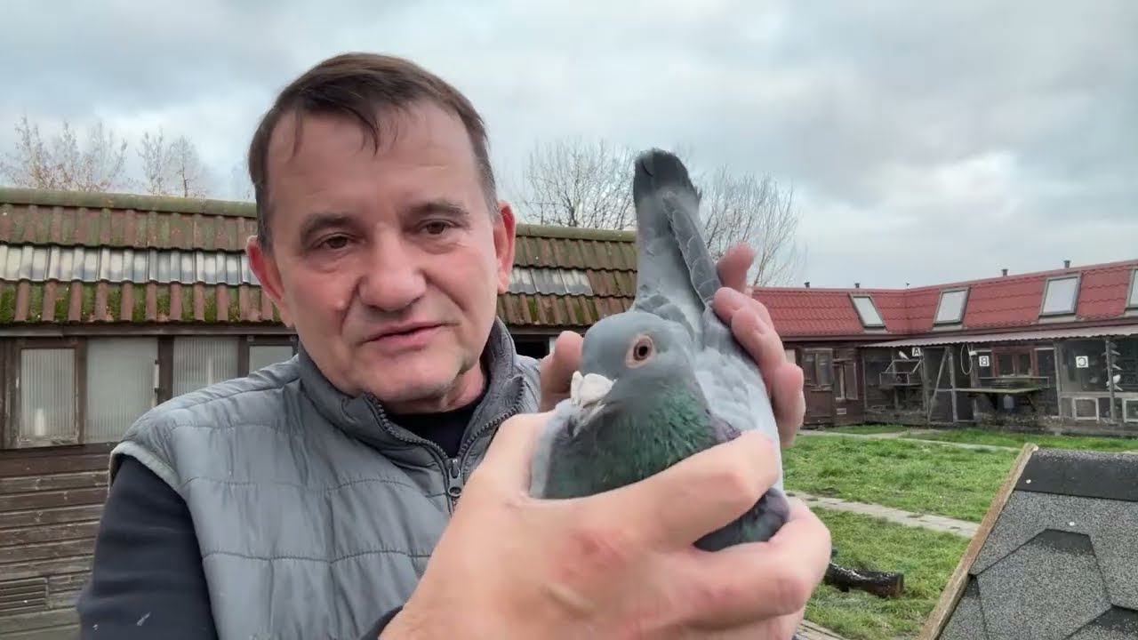 Gołębie orginały De Klak 613 Robert Bauer do rozpłodu 513016809 Artur Pawelec