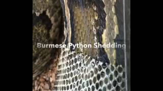 Burmese Python Shedding Net Worth