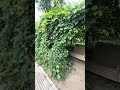 Укромные лавочки в ботаническом #алматы #казахстан #almaty #kazakhstan