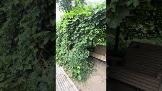 Укромные лавочки в ботаническом #алматы #казахстан #almaty #kazakhstan