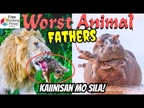 UBOD NG SAMANG TATAY! Lion, Hippo at Bear (Worst Animal Parent)