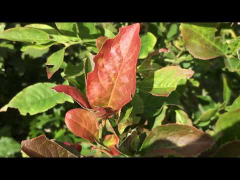 ვიდეო: ფართოფოთლოვანი Spindle ხე