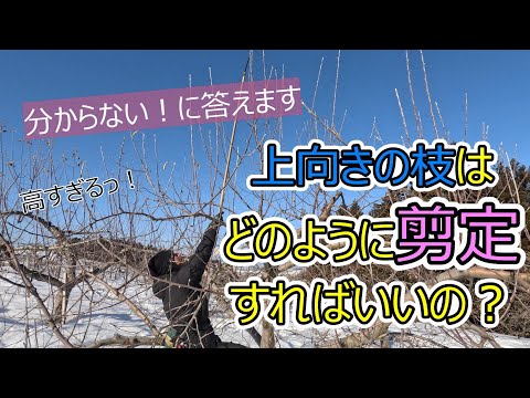 分からない！に答えます 上向きのりんごの枝はどのように剪定すれば