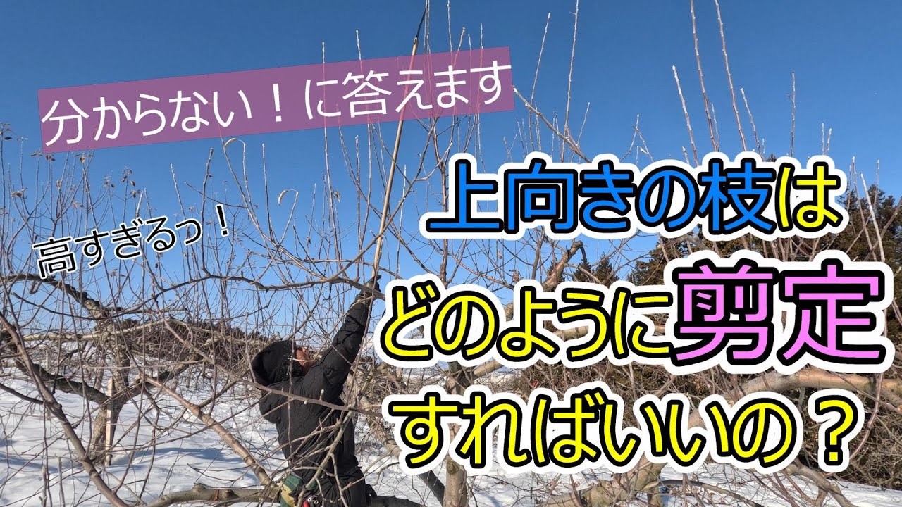分からない！に答えます　上向きのりんごの枝はどのように剪定すればいいの？
