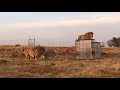 Early morning lion play