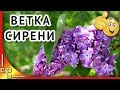 Ветка сирени ✿ Плыл по городу запах сирени