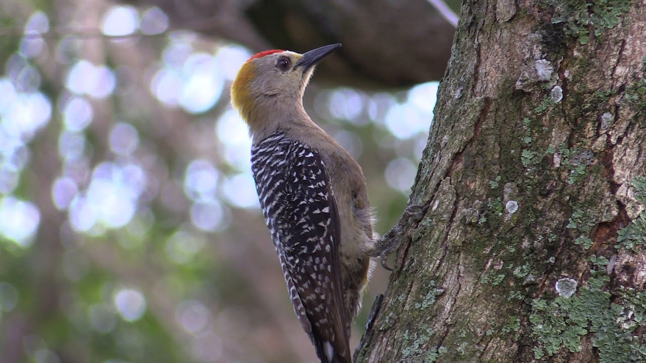 Birds of Costa Rica - Antshrike, Becard, Manakin, Treerunner, Woodcreeper, Woodpecker, Vireo, Wren