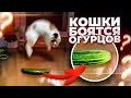 8 ВОПРОСОВ О КОШКАХ, на которые мало кто знает ответ