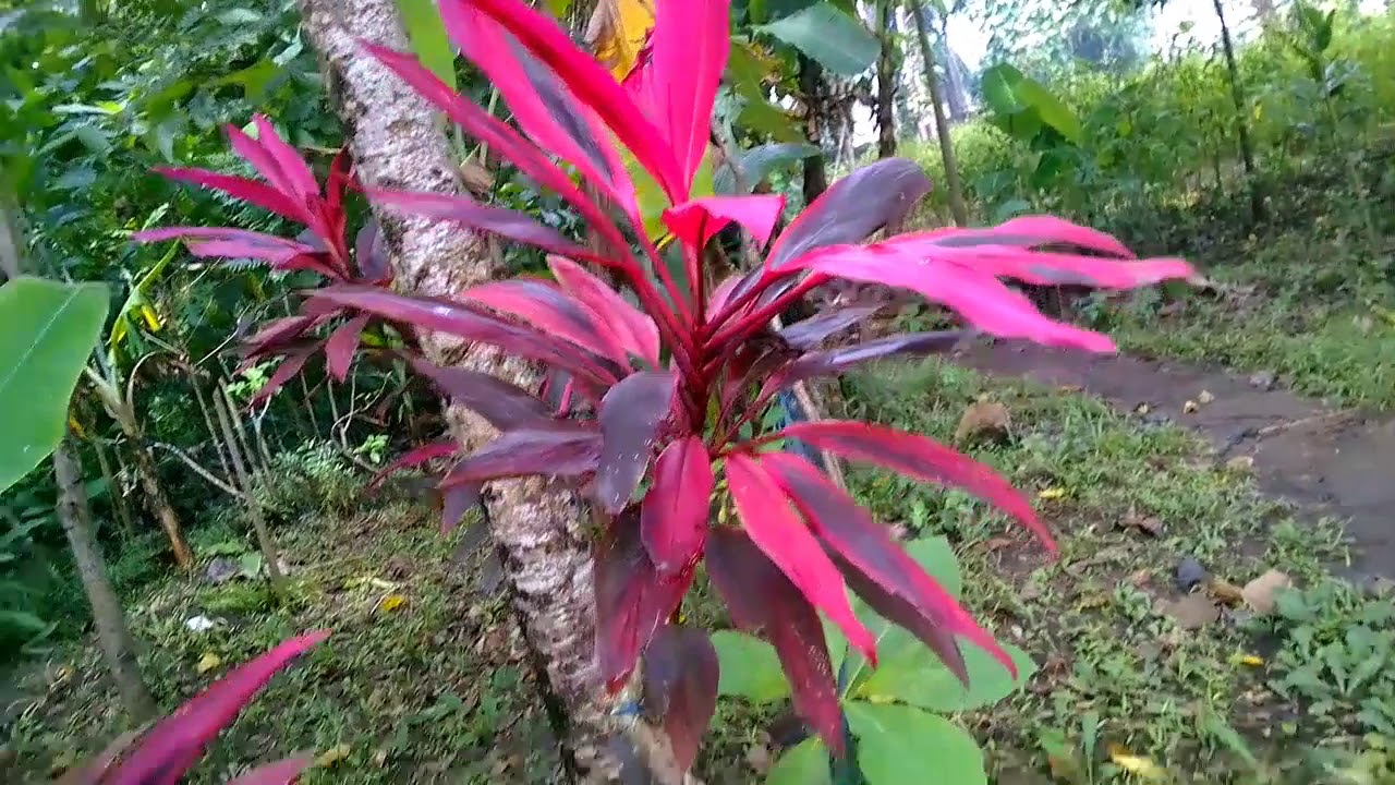 Tanaman Hanjuang Cordyline Andong YouTube