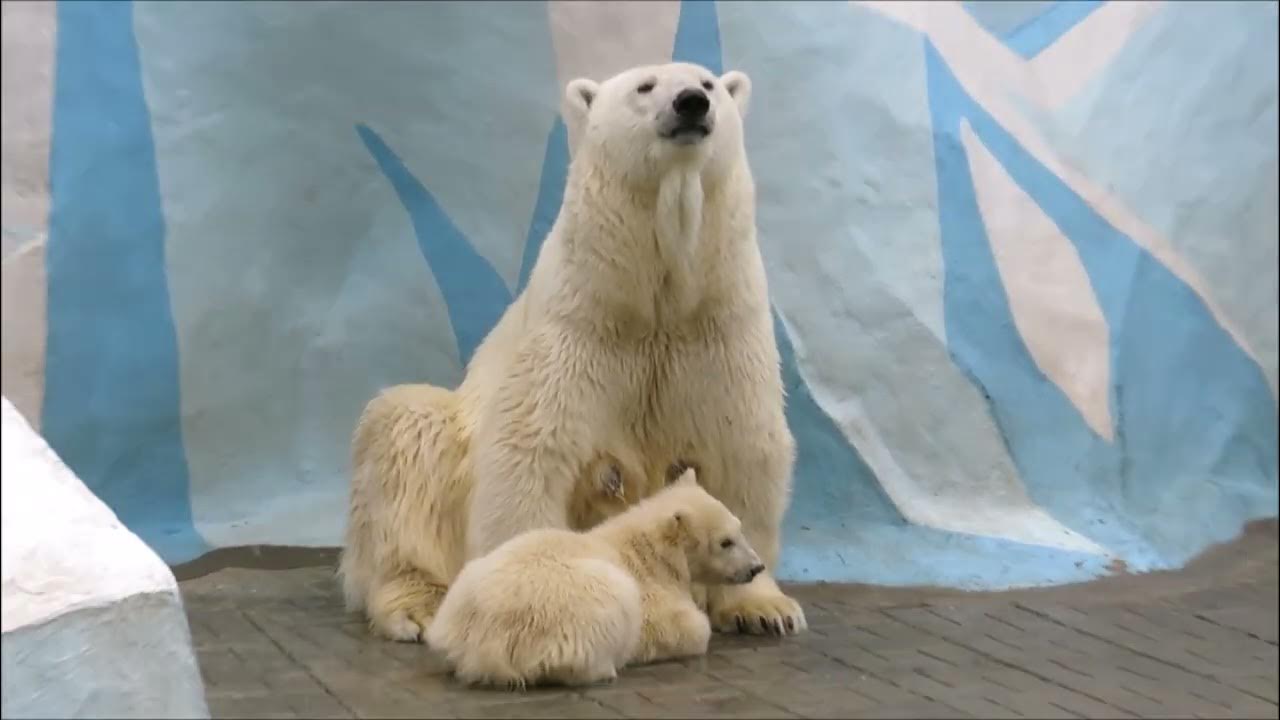 Медвежонок выспался картинка.